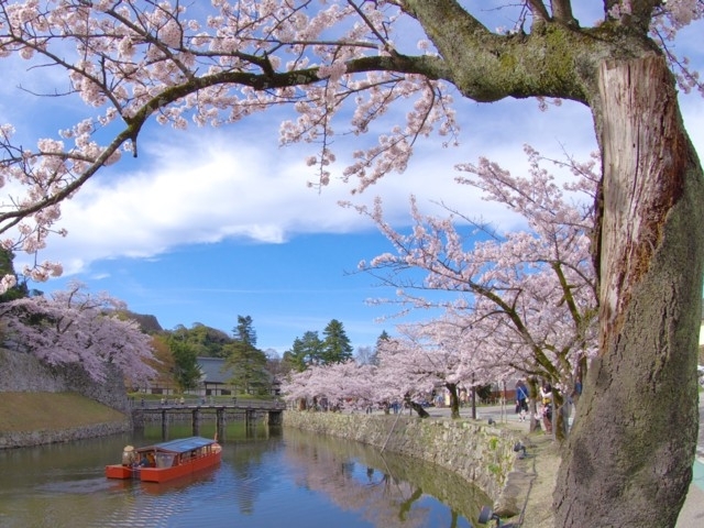 滋賀県のおすすめの桜の名所 お花見スポット 21年版 まっぷるトラベルガイド