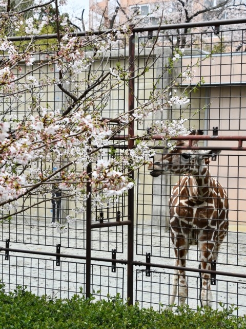 神戸市立王子動物園 まっぷるトラベルガイド