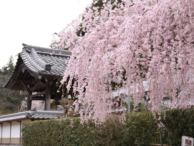 大野寺のしだれ桜 まっぷるトラベルガイド