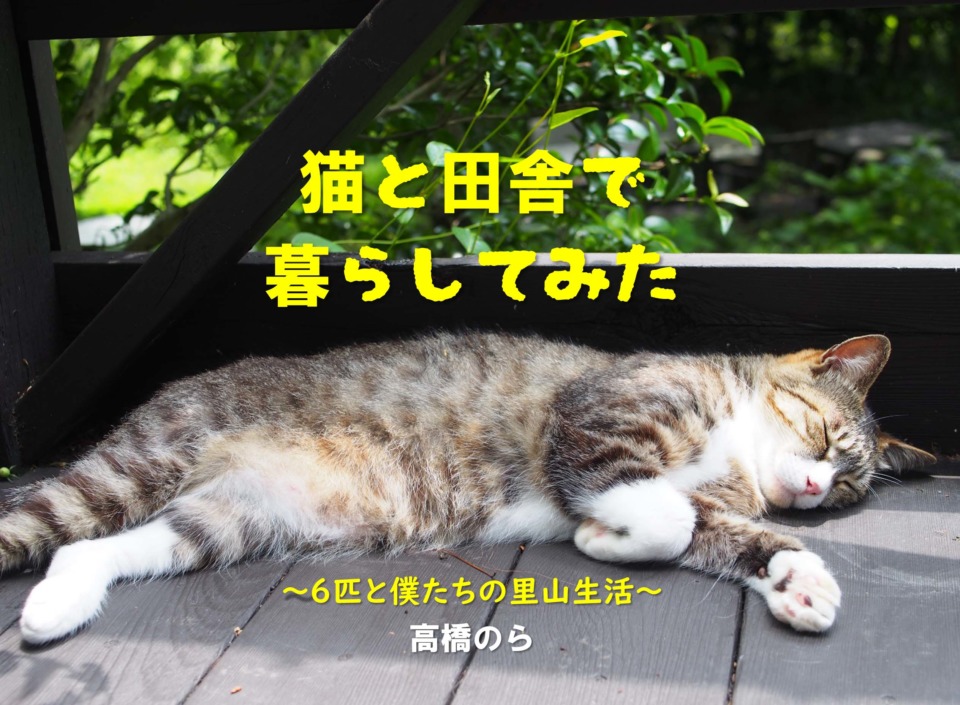 連載エッセイ 第23回 猫と田舎で暮らしてみた 6匹と僕たちの里山生活 まっぷるトラベルガイド