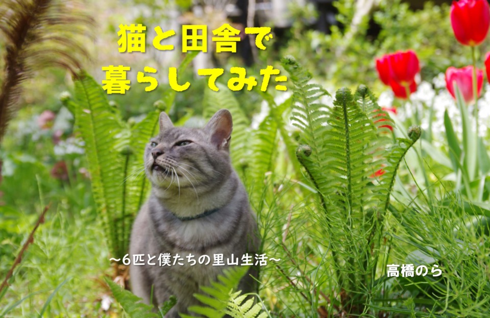 連載エッセイ 第25回 猫と田舎で暮らしてみた 6匹と僕たちの里山生活 まっぷるトラベルガイド