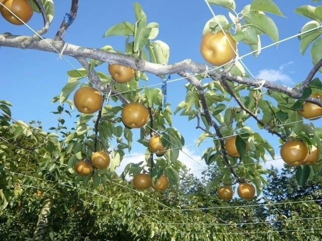 宮城県のおすすめ果物狩りスポット 21年版 収穫時期や品種 食べ放題など情報満載 季節の味覚を堪能しよう まっぷるトラベルガイド