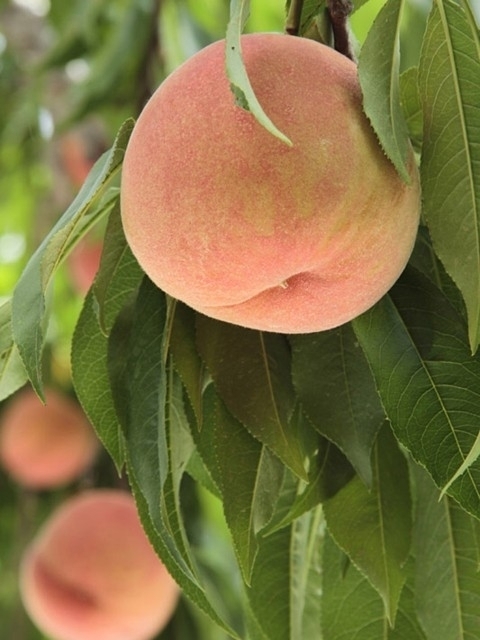 まるよし観光果樹園 まっぷるトラベルガイド