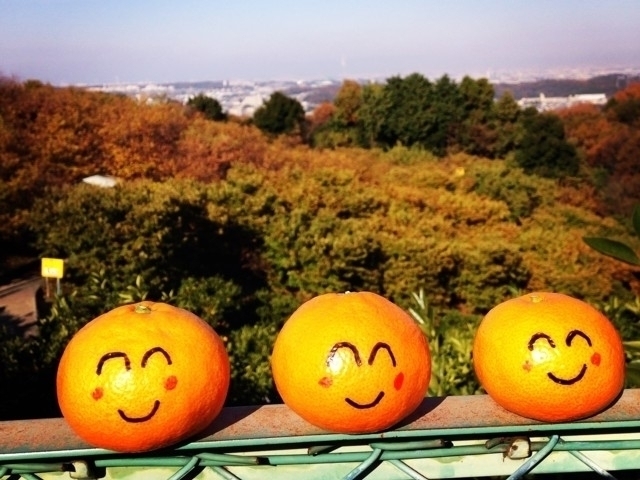 大阪府のおすすめサツマイモ掘りスポット 21年版 収穫時期や品種 食べ放題など情報満載 季節の味覚を堪能しよう まっぷるトラベルガイド