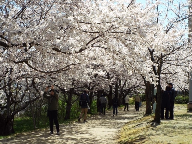甲信越のおすすめの桜の名所 お花見スポット 22年版 まっぷるトラベルガイド