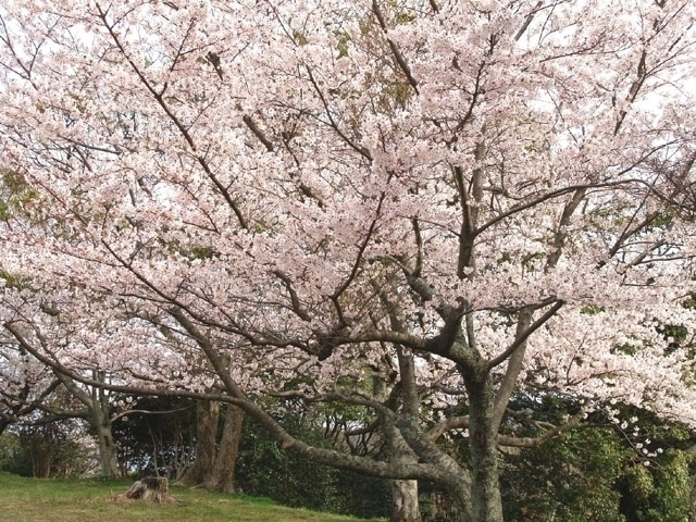 島根県のおすすめの桜の名所 お花見スポット 22年版 まっぷるトラベルガイド