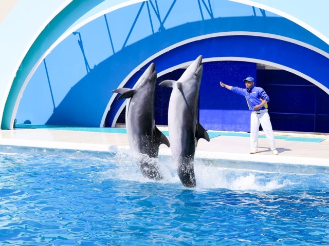 関東のおすすめ水族館 22版 営業時間やアクセス ファミリー向け子連れ情報など情報満載 まっぷるトラベルガイド 関東のおすすめ水族館 22版 営業時間やアクセス ファミリー向け子連れ情報など情報満載 まっぷるトラベルガイド