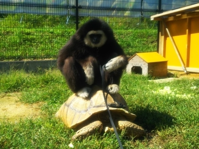 三段池ravihouse動物園 福知山市動物園 まっぷるトラベルガイド