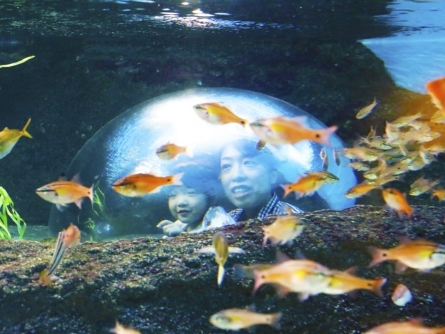 中国地方のおすすめ水族館 22版 営業時間やアクセス ファミリー向け子連れ情報など情報満載 まっぷるトラベルガイド