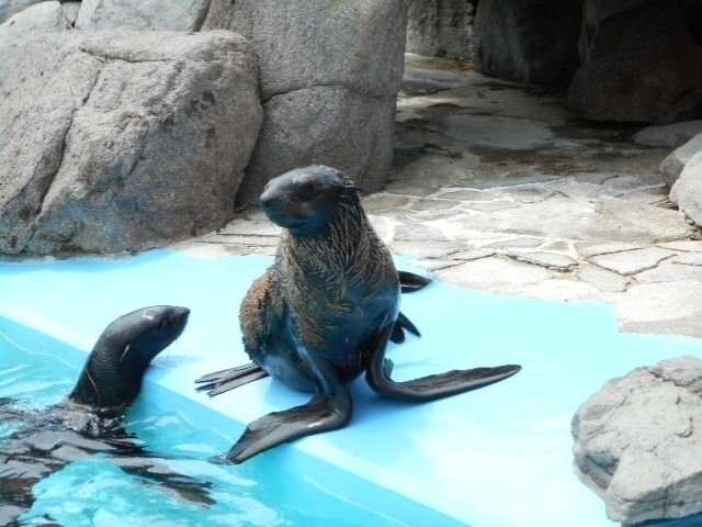 中国地方のおすすめ水族館 22版 営業時間やアクセス ファミリー向け子連れ情報など情報満載 まっぷるトラベルガイド