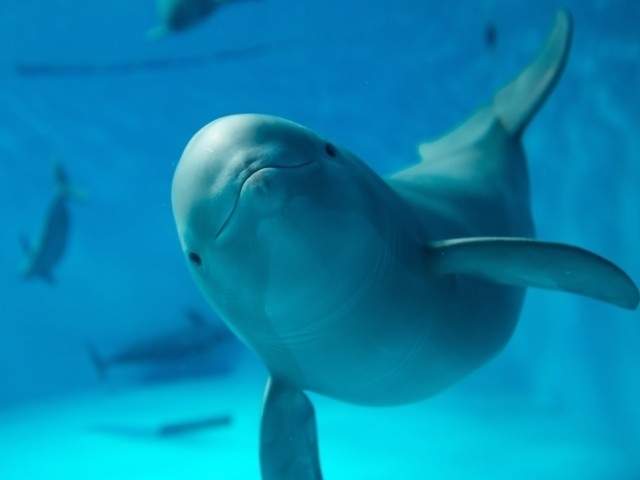 中国地方のおすすめ水族館 22版 営業時間やアクセス ファミリー向け子連れ情報など情報満載 まっぷるトラベルガイド