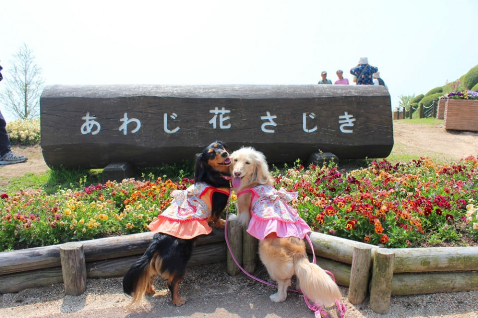 淡路島ペット連れokの観光スポット10選 愛犬といっしょに泊まれるペット可ホテルも まっぷるトラベルガイド
