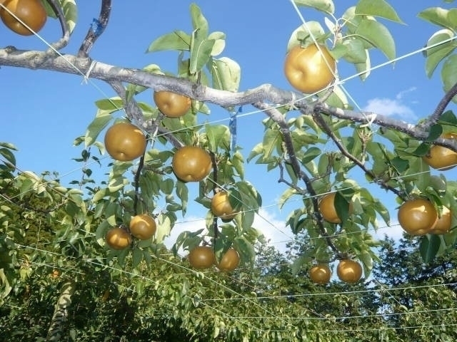 宮城県のおすすめ果物狩りスポット 22年版 収穫時期や品種 食べ放題など情報満載 季節の味覚を堪能しよう まっぷるトラベルガイド