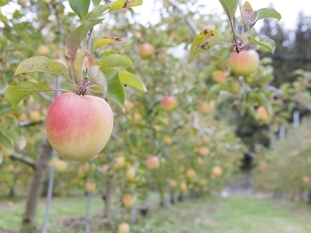 みなかみフルーツランド モギトーレ まっぷるトラベルガイド みなかみフルーツランド モギトーレ まっぷるトラベルガイド