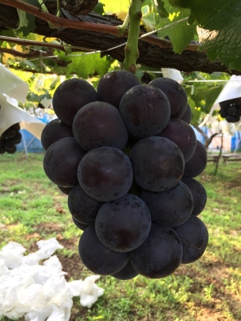 神奈川県のおすすめブドウ狩りスポット 22年版 収穫時期や品種 食べ放題など情報満載 季節の味覚を堪能しよう まっぷるトラベルガイド