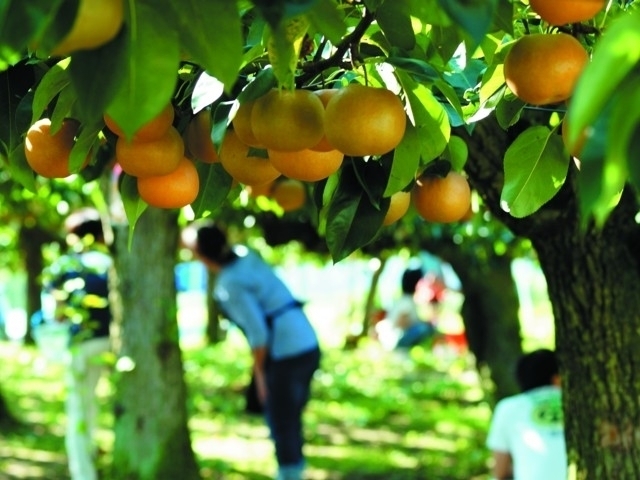 宮城県のおすすめ果物狩りスポット 22年版 収穫時期や品種 食べ放題など情報満載 季節の味覚を堪能しよう まっぷるトラベルガイド