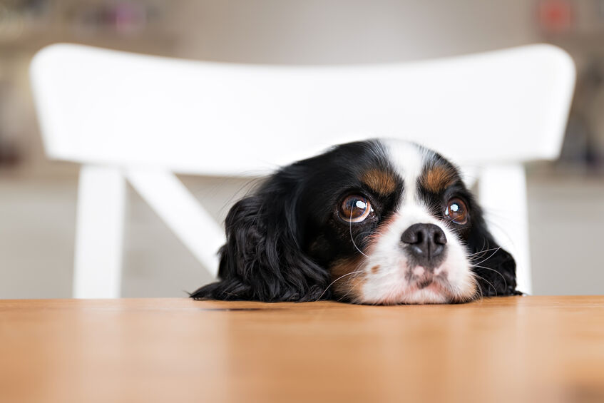 犬用ドライブシートおすすめ10選 愛犬と楽しくおでかけしよう まっぷるトラベルガイド