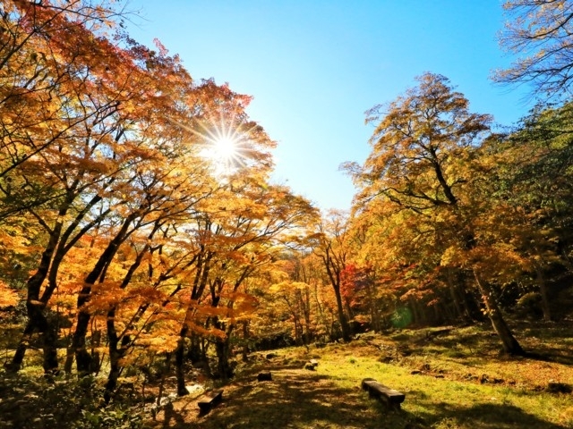 東海のおすすめの紅葉スポット 22年版 例年の見頃時期やイベント ライトアップなど情報満載 まっぷるトラベルガイド 東海のおすすめの紅葉スポット 22年版 例年の見頃時期やイベント ライトアップなど情報満載 まっぷるトラベルガイド