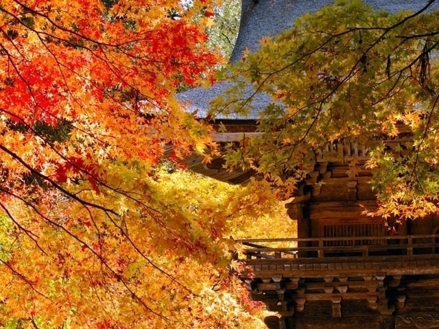 東海のおすすめの紅葉スポット 22年版 例年の見頃時期やイベント ライトアップなど情報満載 まっぷるトラベルガイド 東海のおすすめの紅葉スポット 22年版 例年の見頃時期やイベント ライトアップなど情報満載 まっぷるトラベルガイド