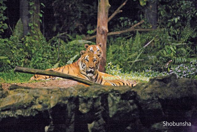 シンガポール ナイト サファリ徹底ガイド 夜の動物園で野生を体感しよう まっぷるトラベルガイド