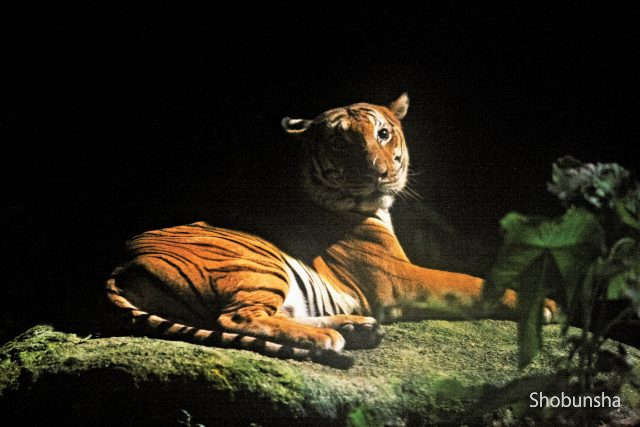 シンガポールの3大動物園徹底ガイド - まっぷるウェブ