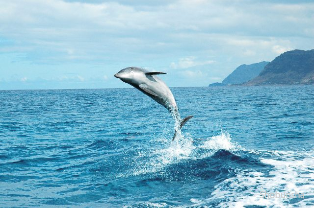 ハワイで野生のイルカと出会う 一緒に泳げるアクティビティ 観光旅行メディア まっぷるトラベルガイド