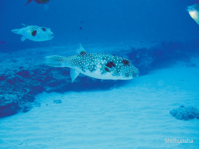 ハワイでダイビングを楽しむ！自然の豊かさを肌で実感！ - まっぷるウェブ