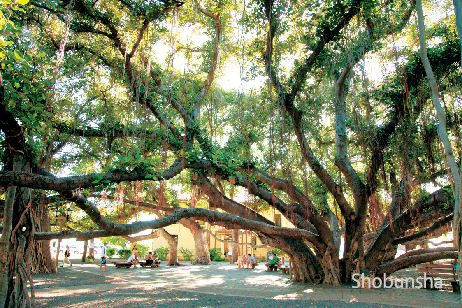 マウイ島のメインタウン！【ラハイナ】へGO! - まっぷるウェブ