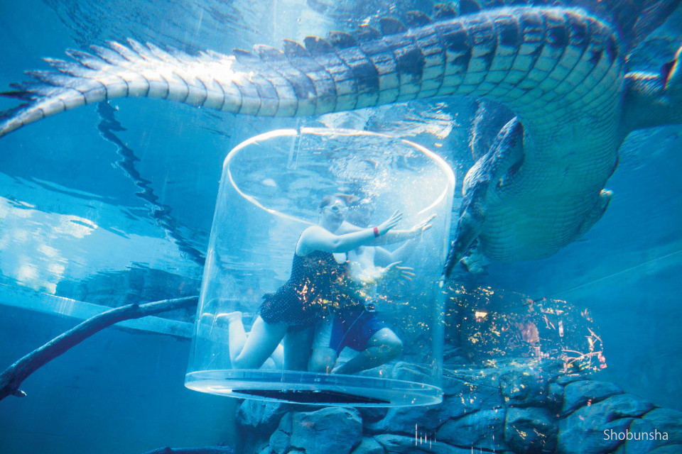 ダーウィンで巨大なワニとご対面 水中でもみれる！？ - まっぷるウェブ