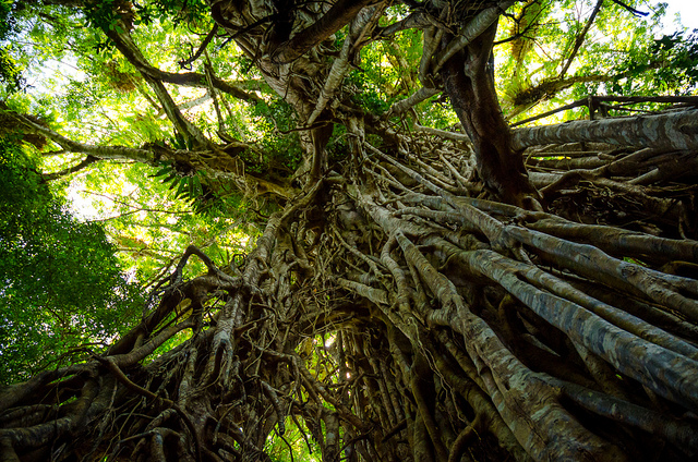 8263772946_336dafbd86_z