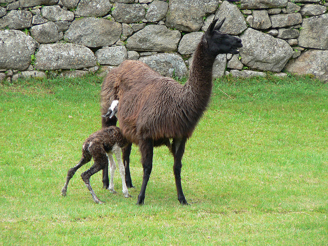 1320530994_7b3dc0dd1e_z