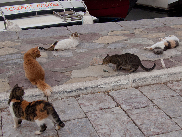 猫好きが大喜びする、エーゲ海の島 – まっぷるトラベルガイド
