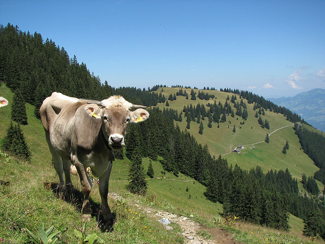 1355706175_fe8916c265_z