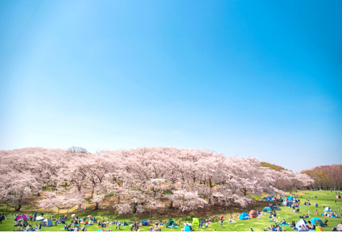 首都圏 一度は行きたい桜名所10