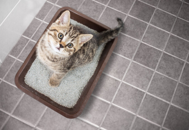 おすすめの猫用トイレ10選！様々なタイプのトイレを徹底比較【2024年版】