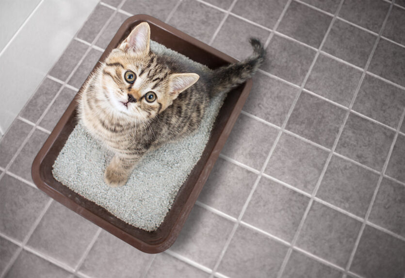 おすすめの猫用トイレ10選！様々なタイプのトイレを徹底比較【2022年版】 - ライフスタイル｜まっぷるトラベルガイド