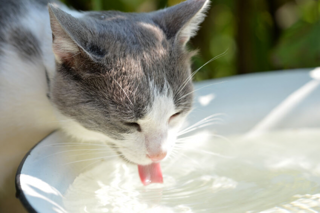 猫用水飲み器おすすめ10選！愛猫にもっときれいな水を飲ませてあげたい！