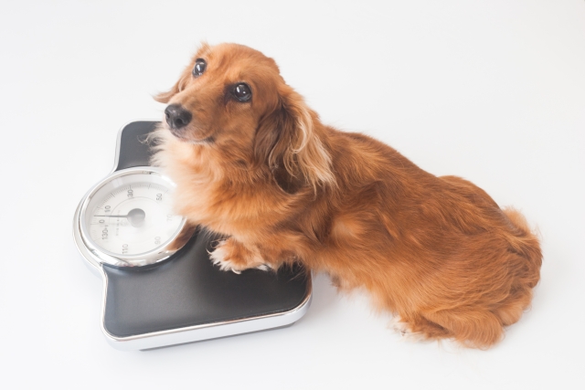 犬用ダイエットフードおすすめ10選　～太っちょワンちゃんの減量作戦！～